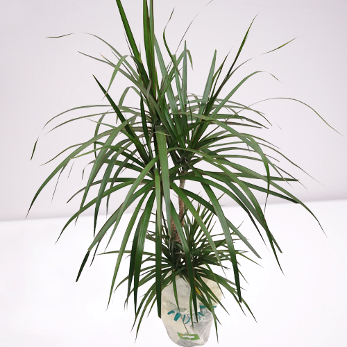 dracena marginata