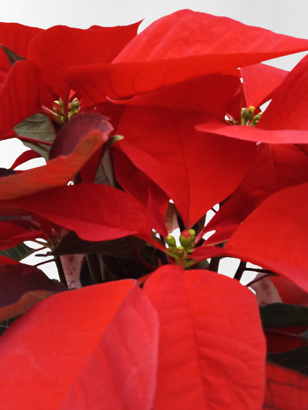 detalle flor poinsettia