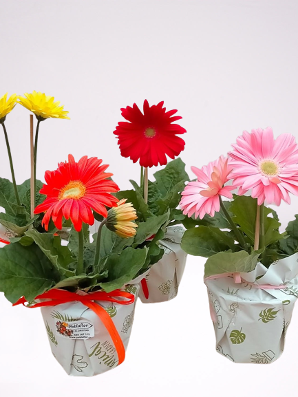 gerbera en planta