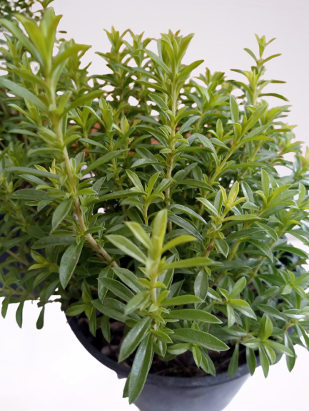 ajedrea - hierba oliva