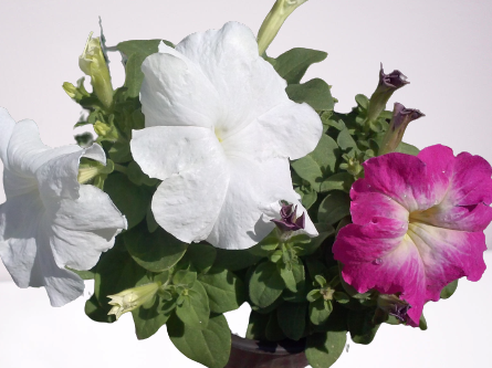 petunia