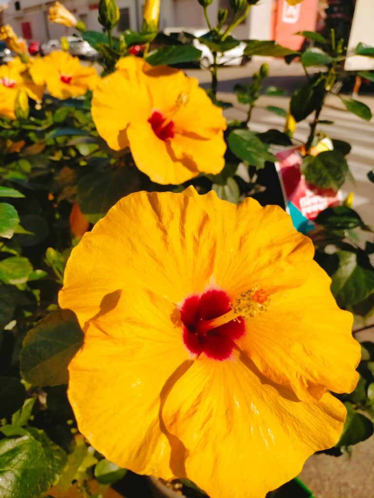 hibiscus