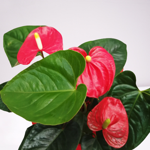 anturium rojo