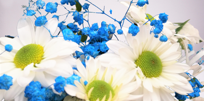 detalle margarita blanca paniculata azul