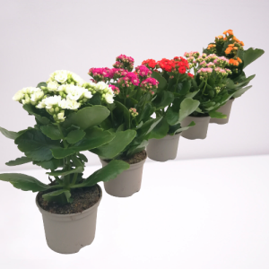 Kalanchoe