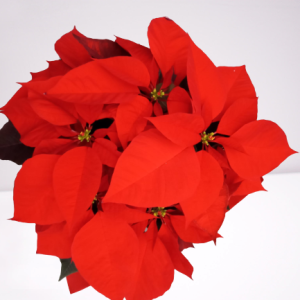 poinsettia roja