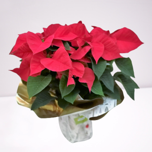 poinsettia roja
