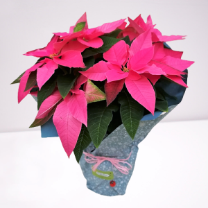 poinsettia rosa