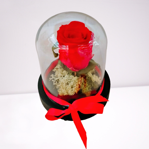 Rosa “La Bella y La Bestia” TP