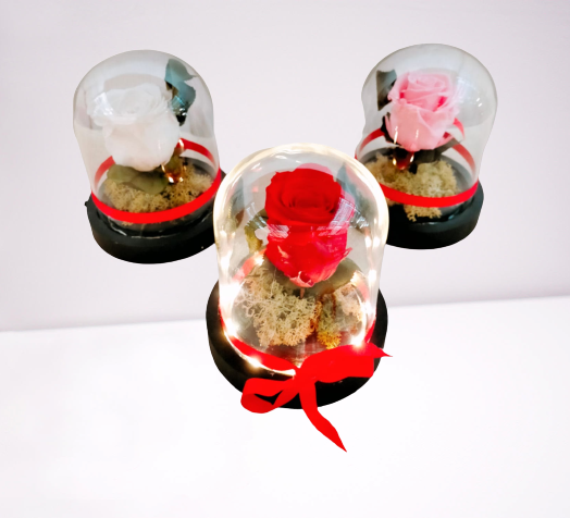 Rosa “La Bella y La Bestia” TP - Imagen 5