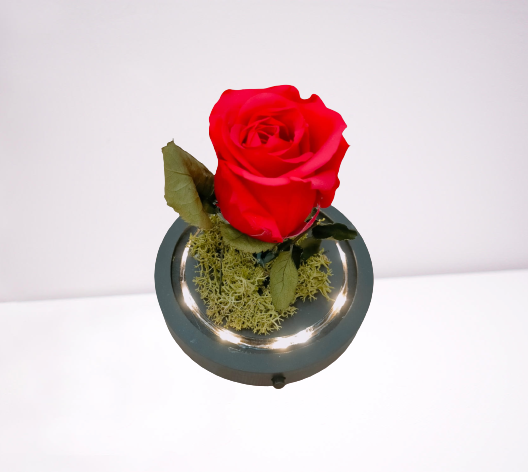 Rosa “La Bella y La Bestia” TP - Imagen 6