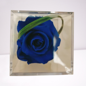rosa preservada azul