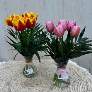 Tulipanes