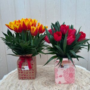 Tulipanes