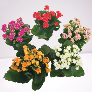 calanchoe